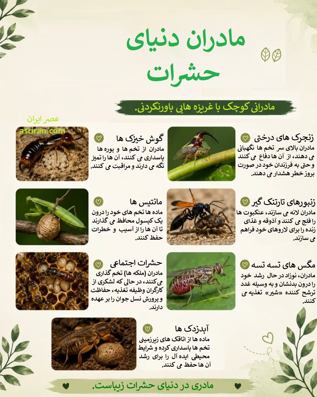اینفوگرافیک فداکاری مادران در دنیای حشرات