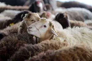 تحقیقات جدید حوزه علمیه در باره جنس چاقو برای بریدن سر گوسفند