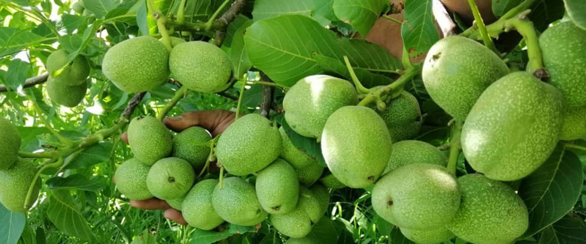 نهالستان پالیزنهال؛ بزرگترین تولید کننده نهال گردو و بادام پیوندی و اصلاح شده در غرب کشور