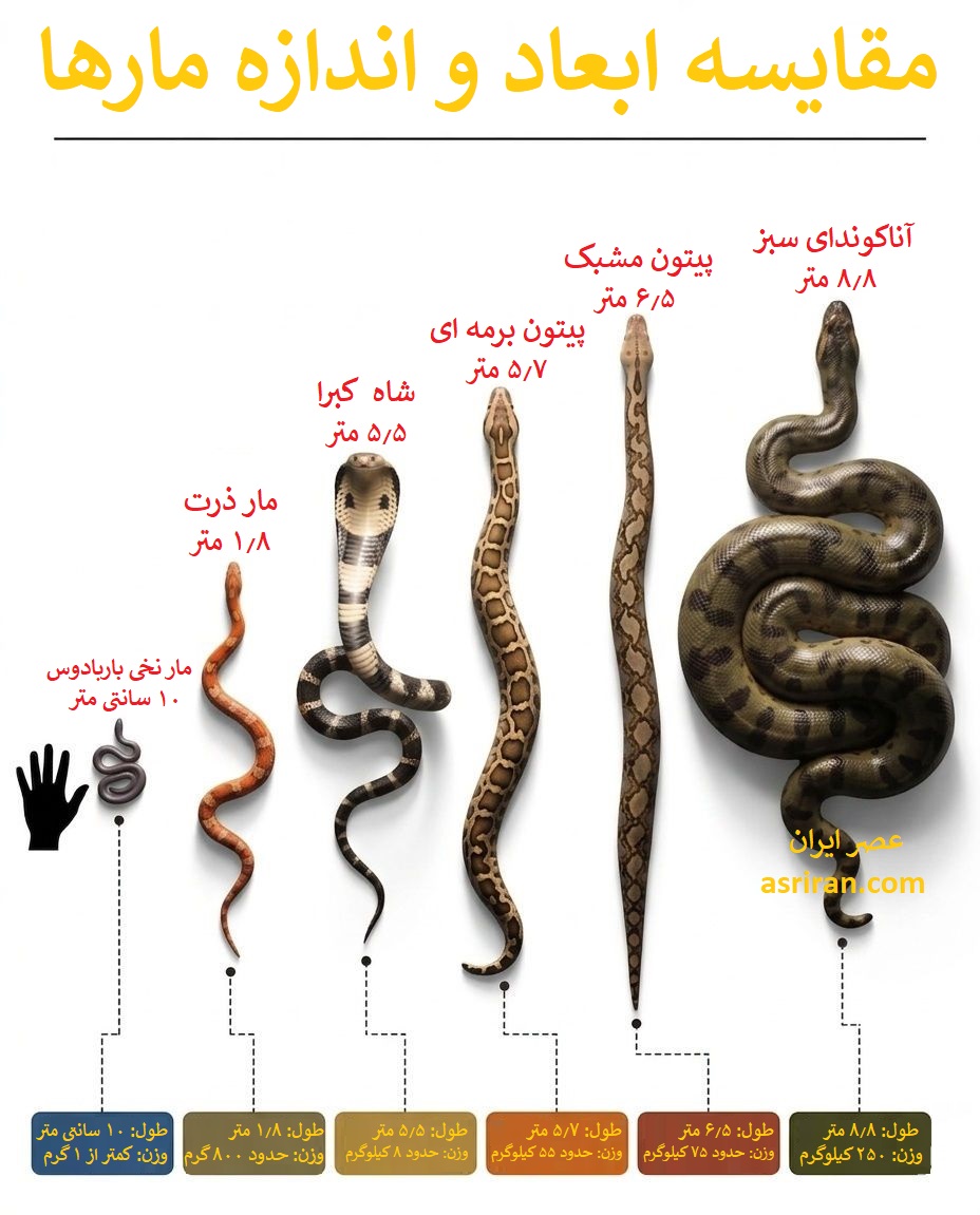 اینفوگرافیک مقایسه اندازه مارها
