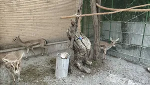 کشف ۶ رأس آهوی زنده و ۳ فلامینگو در کرمانشاه
