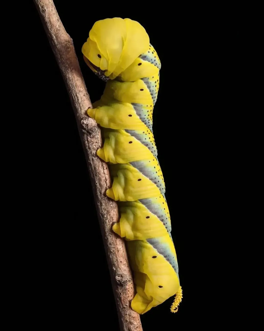123525