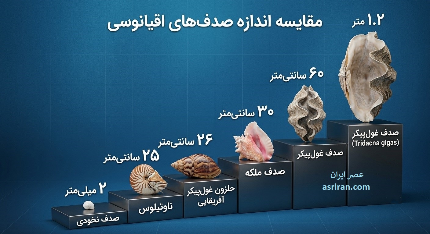 اینفوگرافیک مقایسه فرم ها و ابعاد گوناگون صدف های اقیانوسی