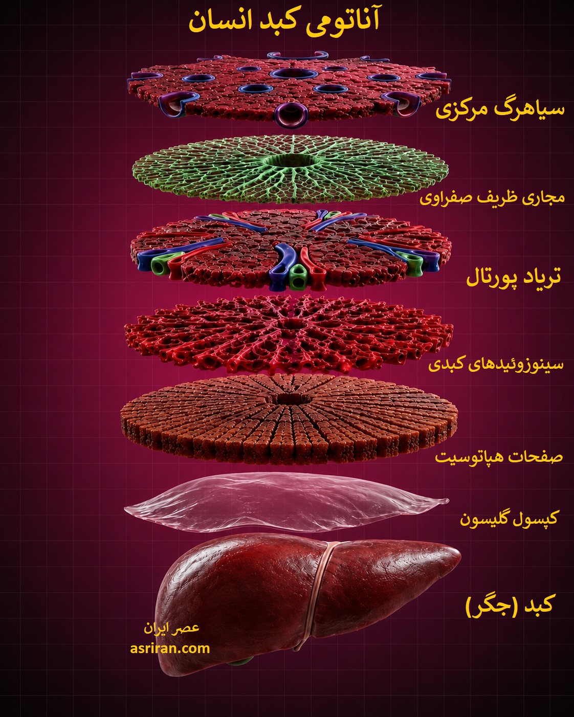 اینفوگرافیک ساختار کبد