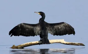 مرگ خاموش 