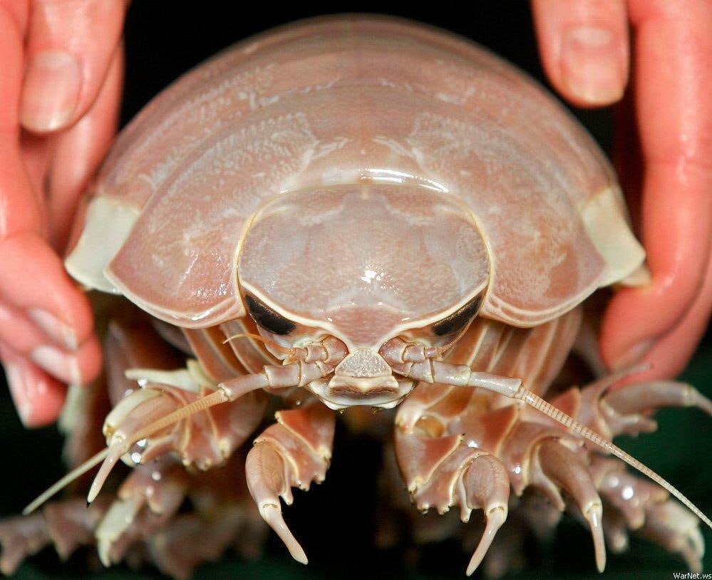 غول خرخاکی اقیانوس‌ها؛ موجودی به اندازه یک گربه که ماه‌ها غذا نمی‌خورد (+عکس)
