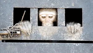 باغ‌وحش غیرمجاز انزلی پس از جنجال تبلیغات بلاگرها با دستور دادستانی پلمب شد