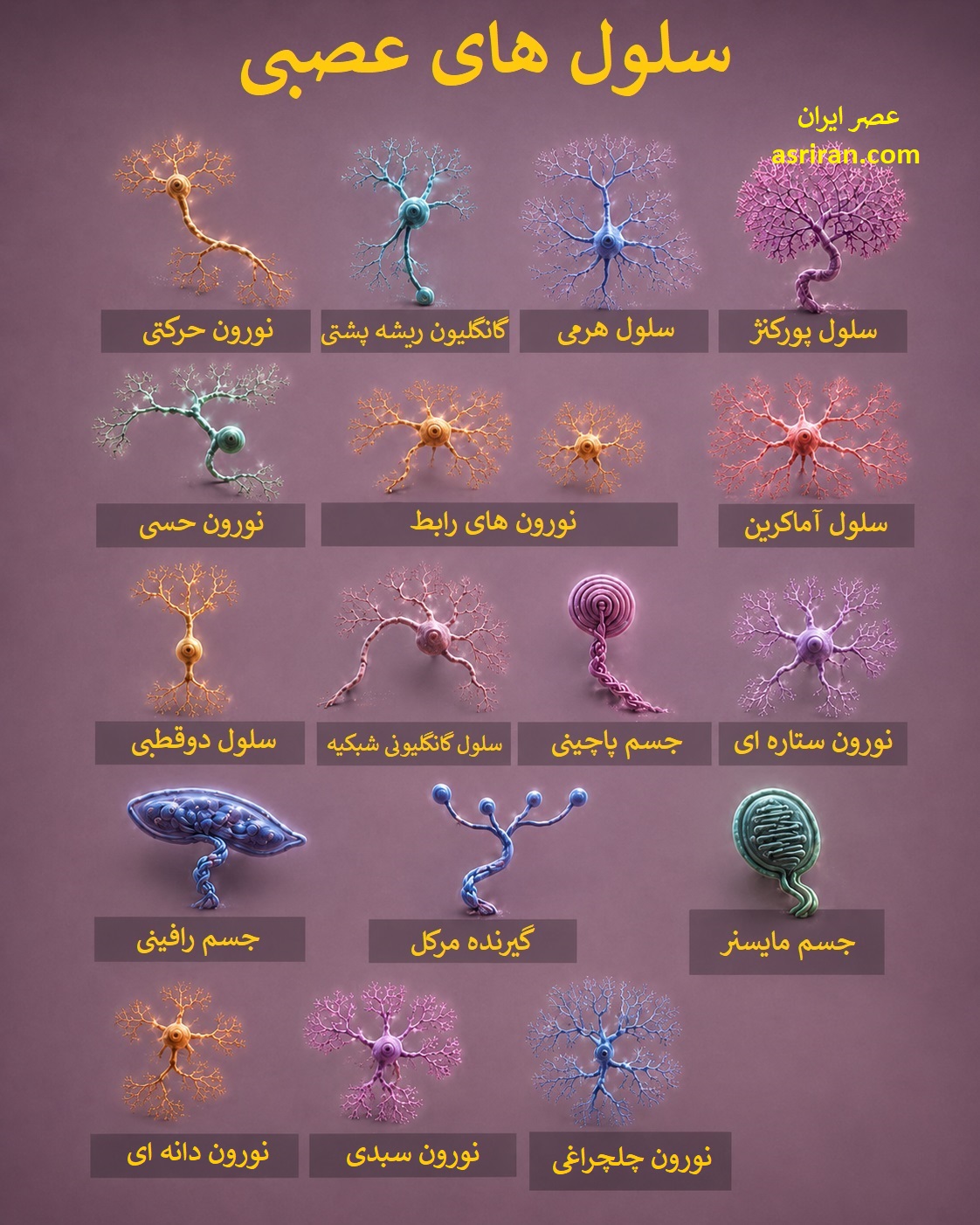 اینفوگرافیک مقایسه انواع سلول های عصبی