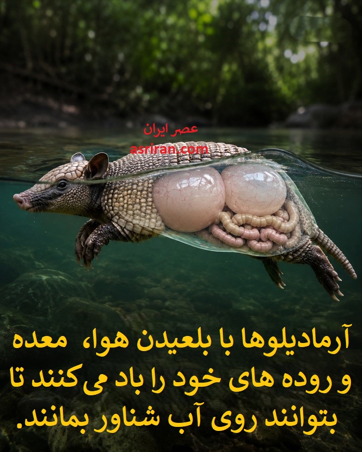 شنا کردن آرمادیلوها؛ جلیقه نجات طبیعی در بدن جانور زره پوش