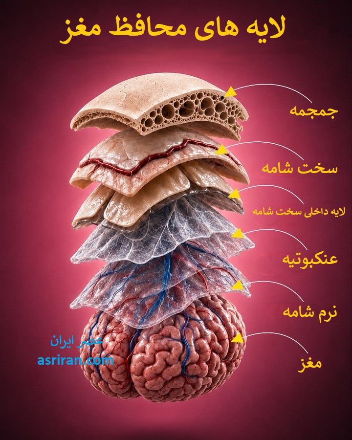 اینفوگرافیک لایه های محافظ مغز