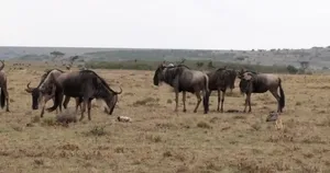 دفاع جانانه گله گوزن یالدار از بچه تازه‌متولدشده در برابر شغال‌ها