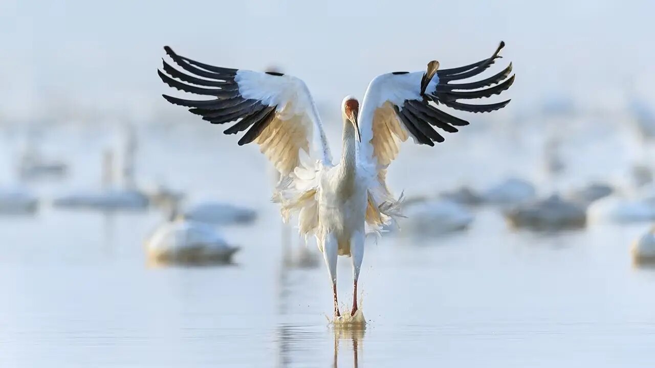 درنا