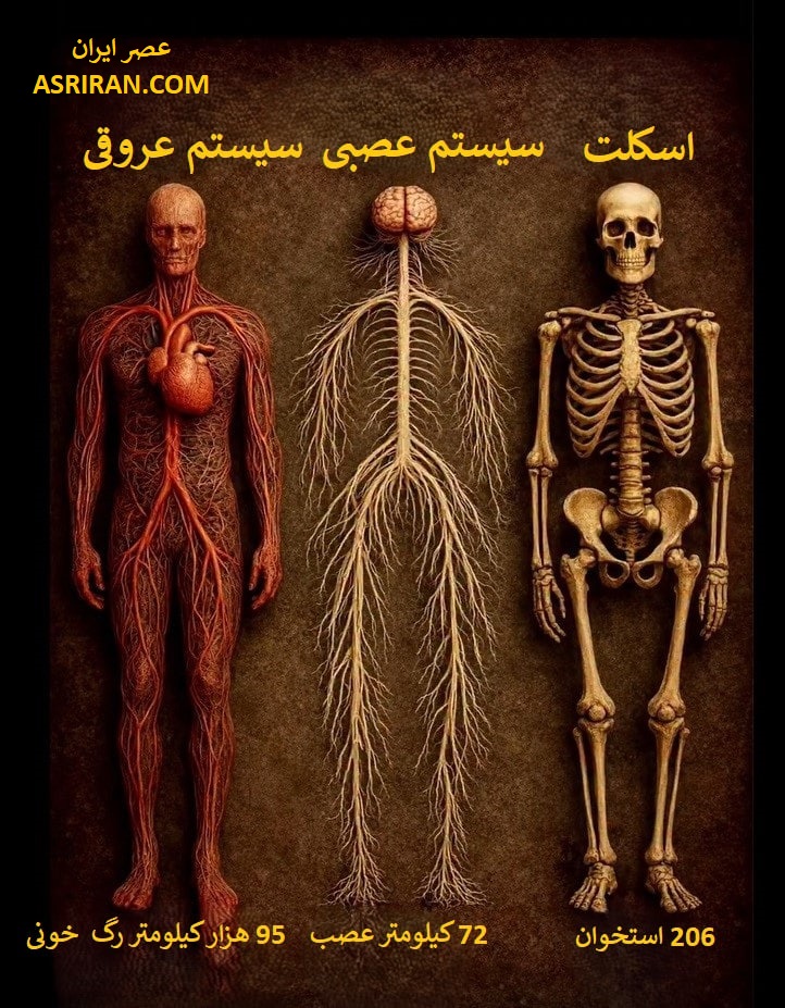 این سه سیستم یعنی سیستم عروقی، عصبی و اسکلتی نقش اساسی در زنده ماندن و عملکرد صحیح بدن دارند و هر کدام به نوعی با دیگری در ارتباط است.