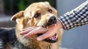 هشدار درباره هاری در البرز؛ ۳ نفر سال گذشته بر اثر این بیماری فوت کردند