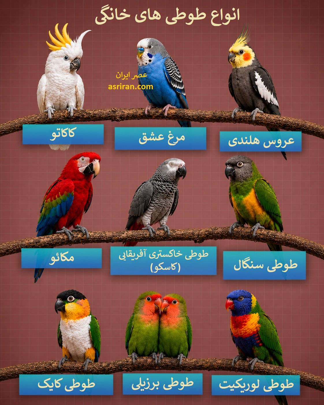 اینفوگرافیک انواع طوطی های خانگی