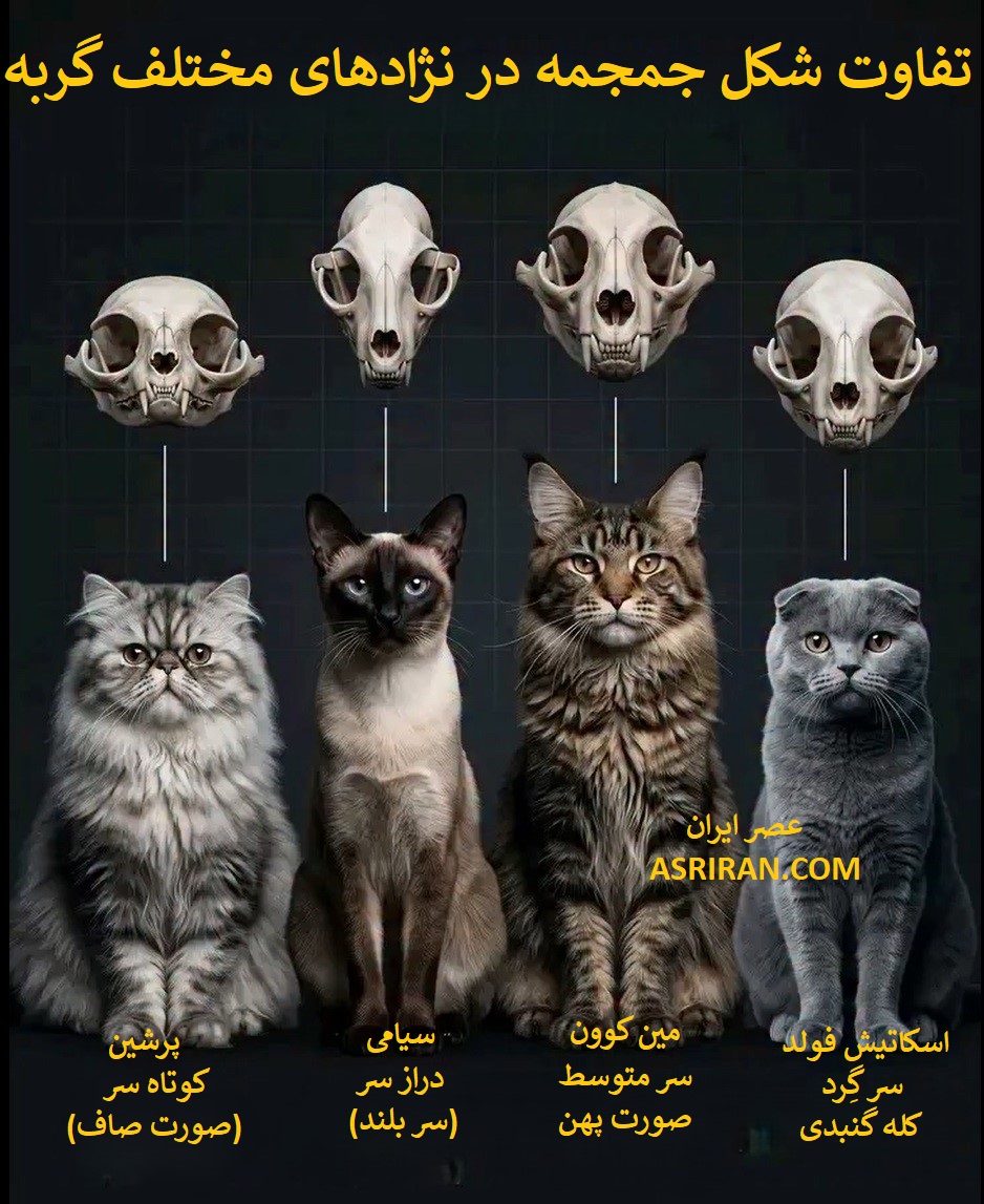 نژادهای گربه خانگی نتیجه ترکیبی از تنوع ژنتیکی طبیعی و انتخاب مصنوعی انسان هستند. در این فرایند، انسان بدون دستکاری ژنتیکی مستقیم، با انتخاب هدفمند برای جفت گیری، به مرور برخی ویژگی های ظاهری و استخوانی را در نسل های بعدی تقویت کرده است. این فرایند در چارچوب تعریف شده نژادها در سازمان های ثبت نژاد گربه انجام می شود.