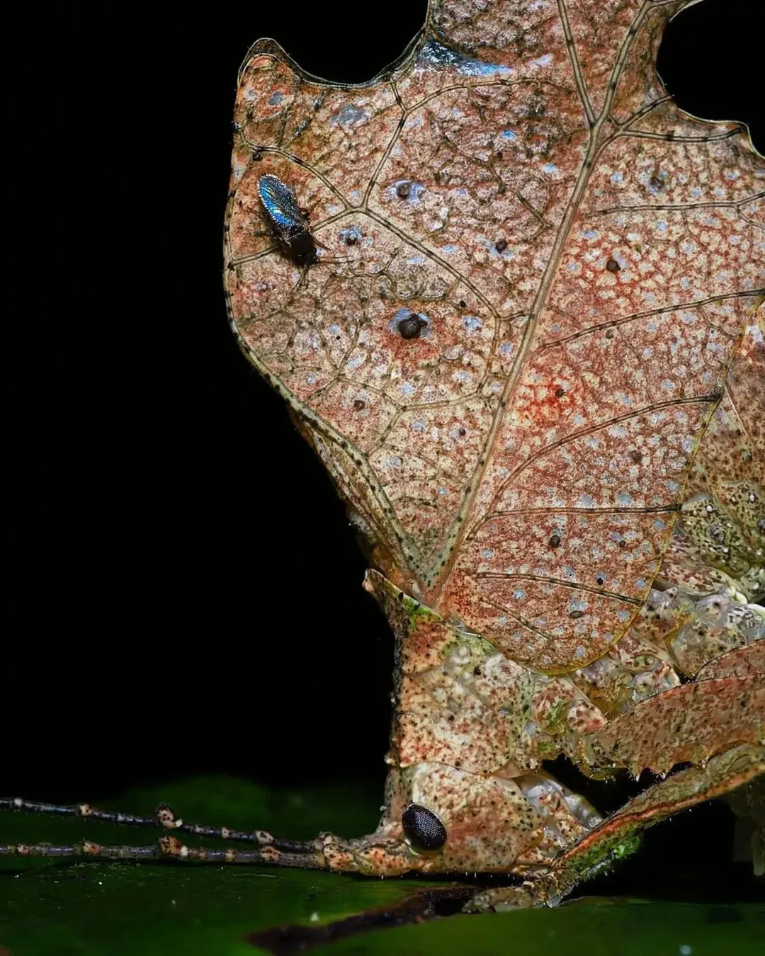 1501