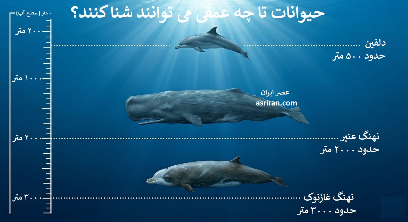 اینفوگرافیک مقایسه عمق شیرجه دلفین، نهنگ عنبر و نهنگ غازنوک