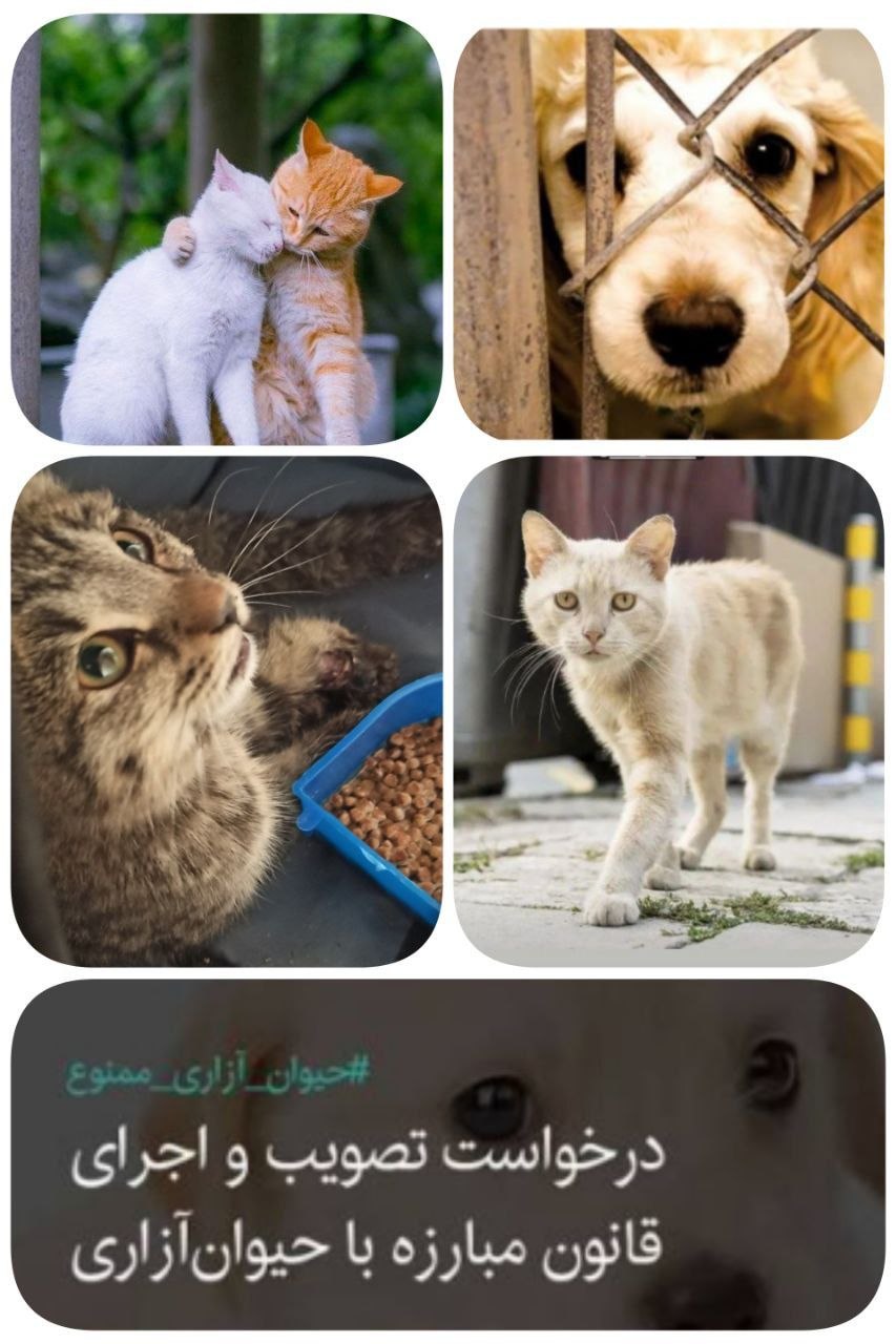 چرا ایران به قانون جامعِ «مقابله با حیوان‌آزاری» نیاز دارد؟