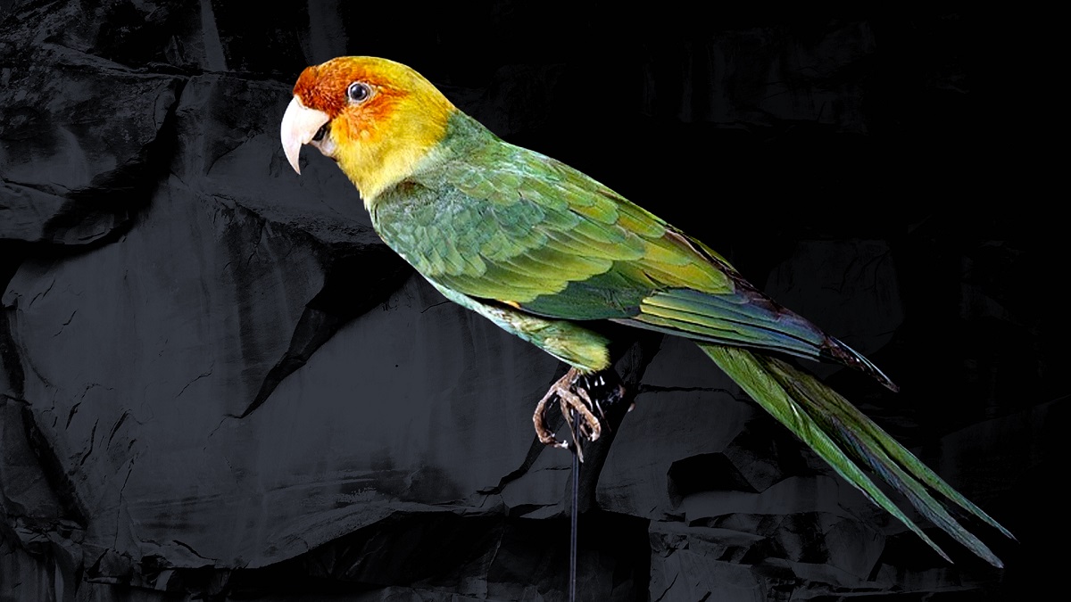طوطی کارولینا