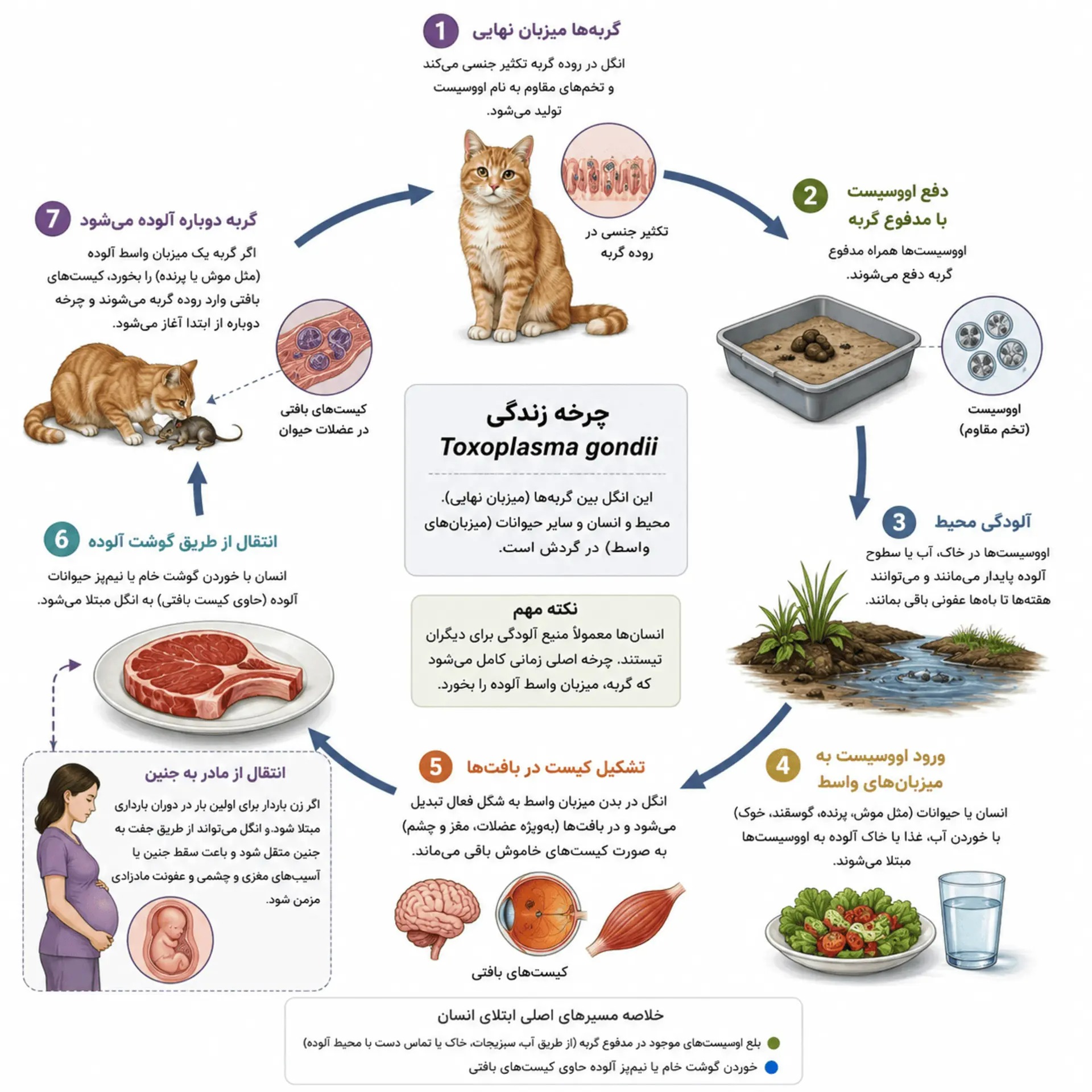 انگل توکسوپلاسما گوندی