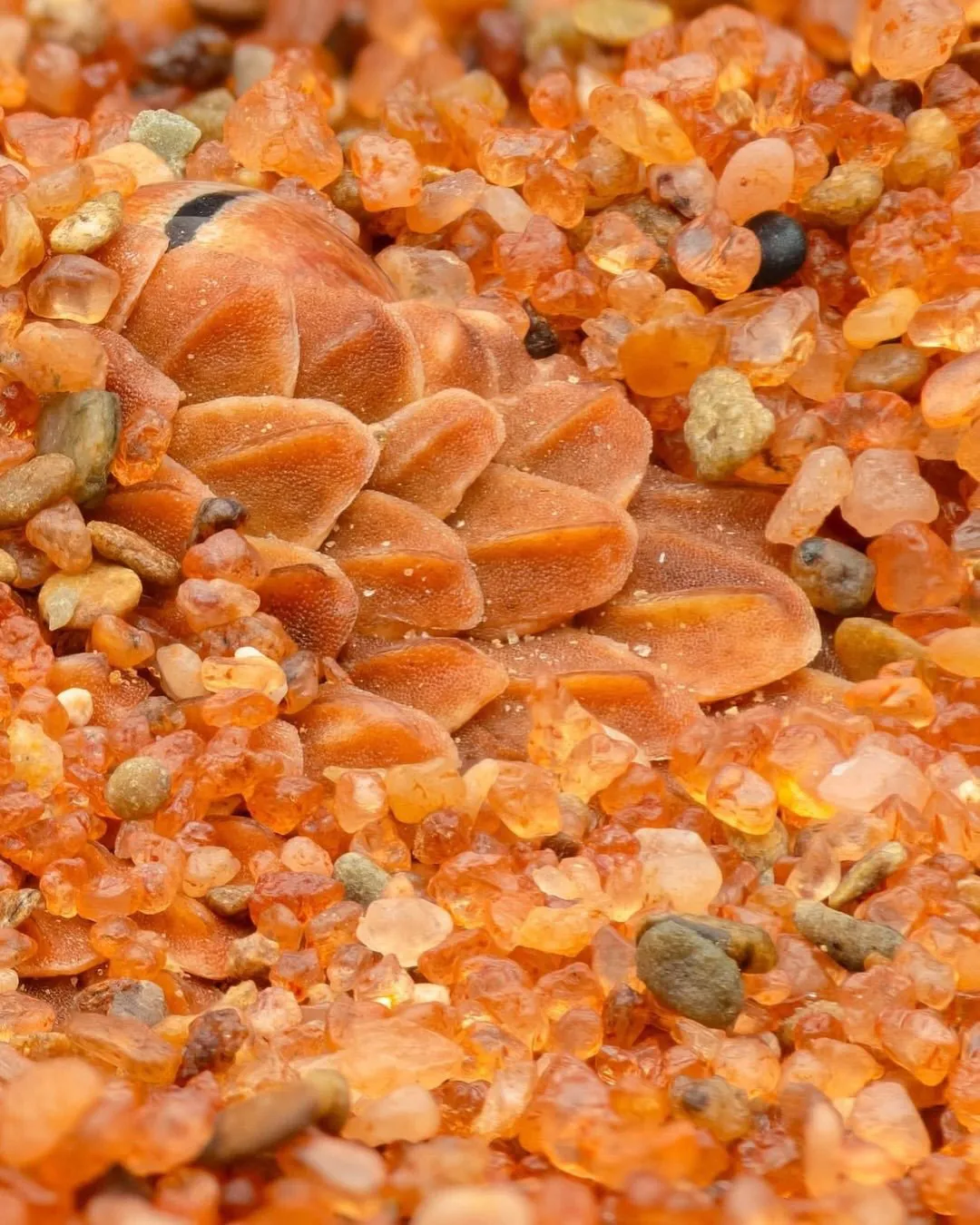 1523