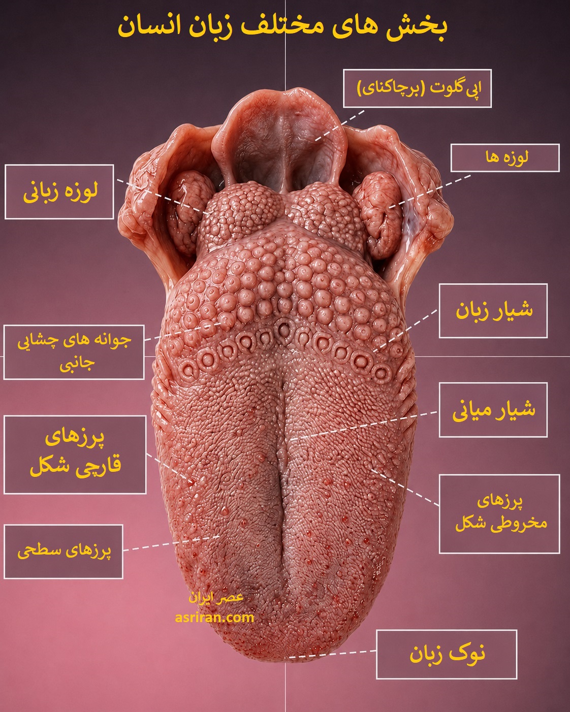 اینفوگرافیک قسمت های مختلف زبان انسان
