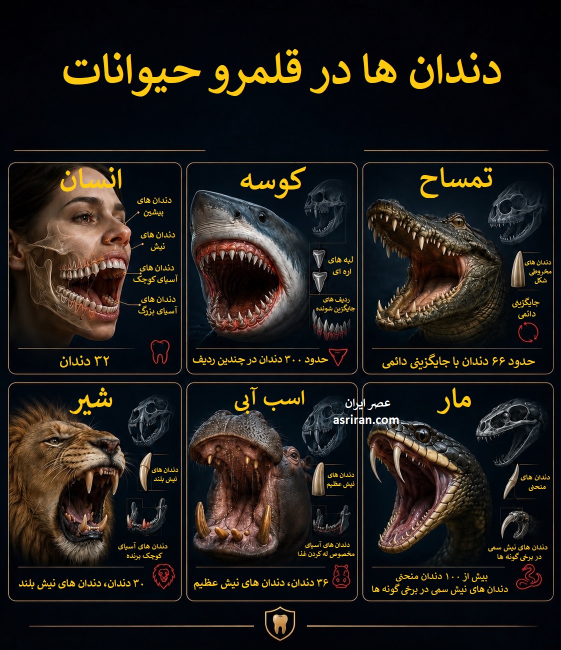اینفوگرافیک مقایسه دندان های انسان، کوسه، تمساح، شیر، اسب آبی و مار