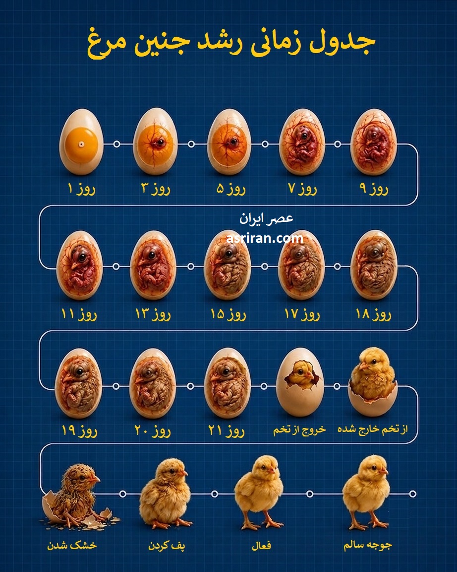 اینفوگرافیک رشد جنین مرغ و تبدیل شدن به جوجه