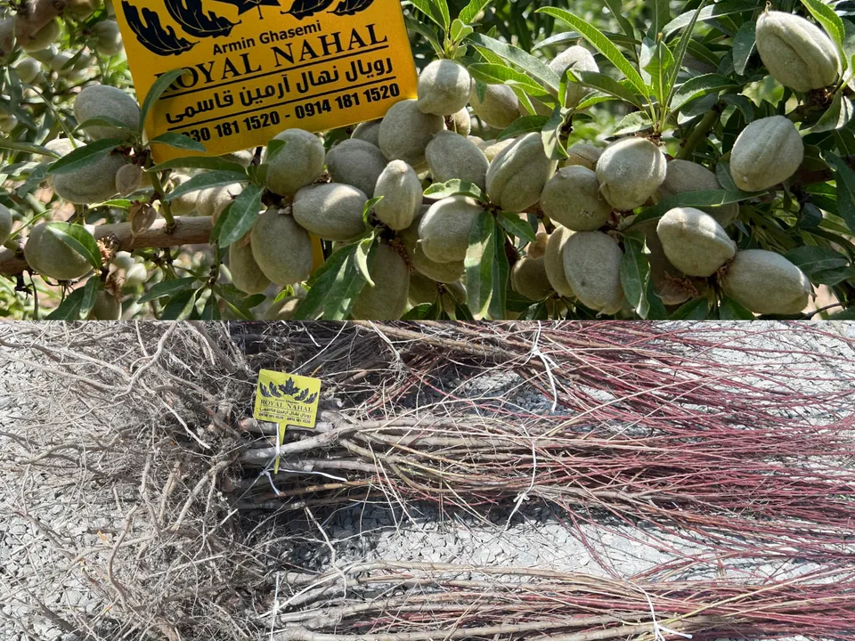 خرید نهال بادام
