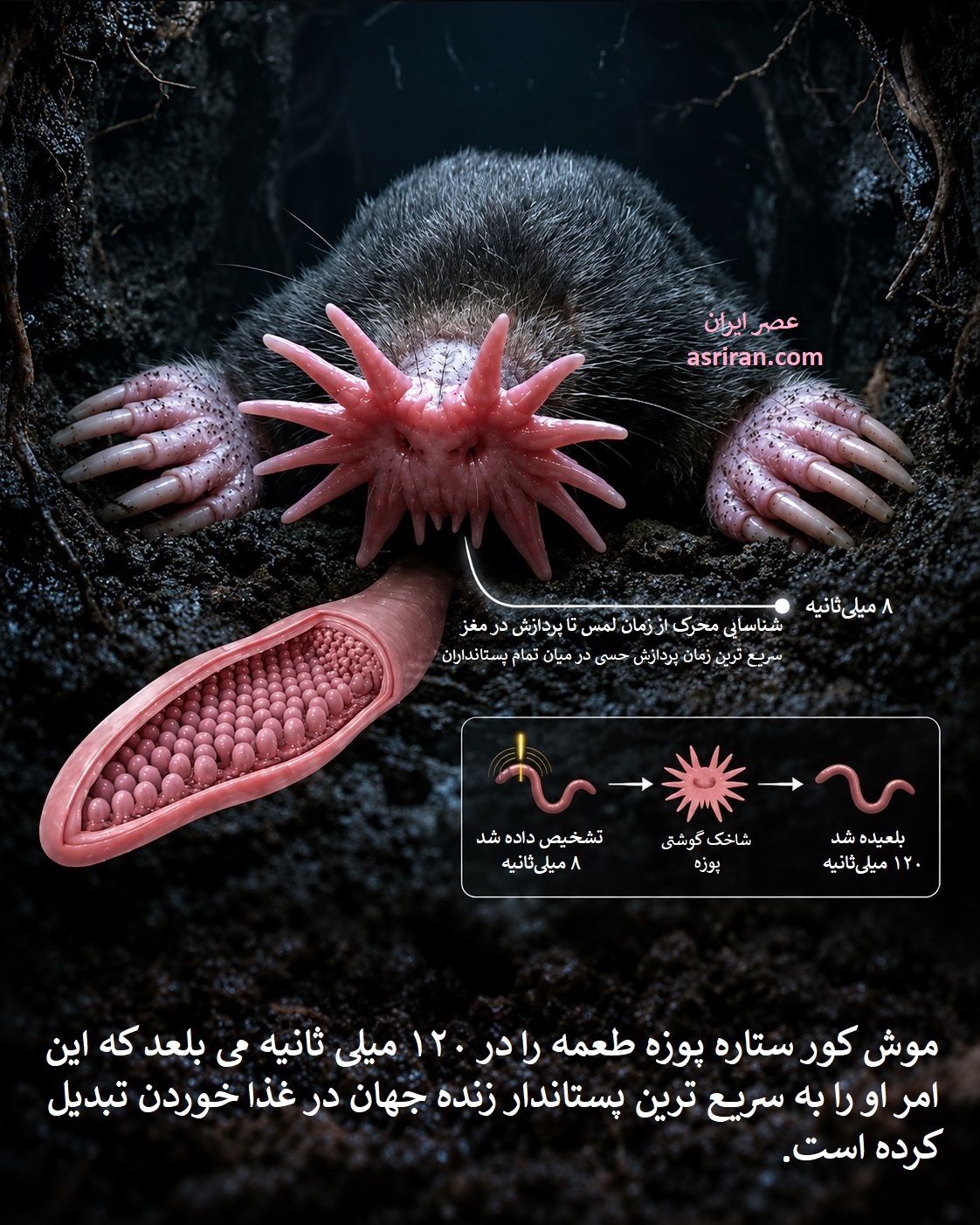 اینفوگرافیک سرعت غذا خوردن موش کور ستاره پوزه