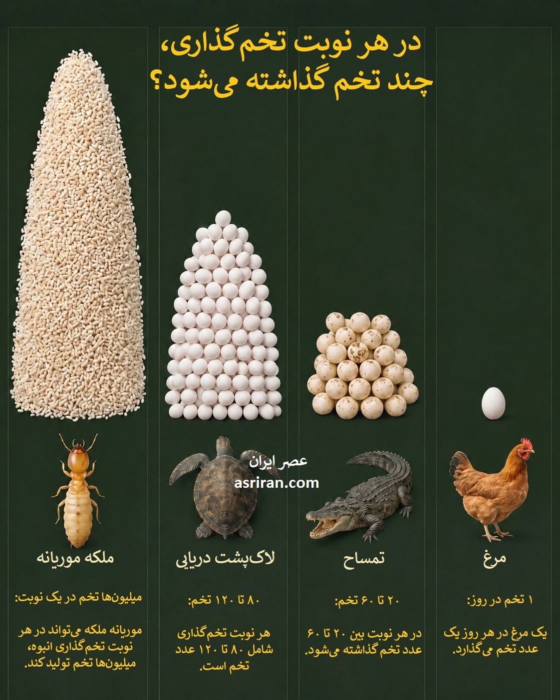 اینفوگرافیک مقایسه تعداد تخم هایی که موریانه، لاک پشت دریایی، تمساح و مرغ می گذارند