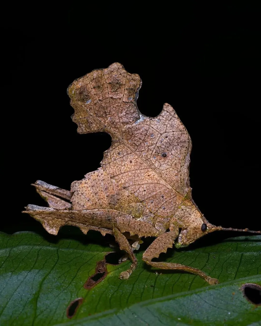 1501