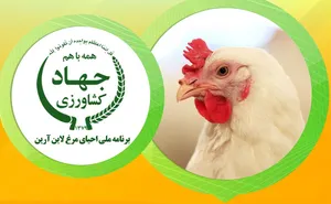 پیام مخاطبان/ چرا مصوبه آزادسازی صادرات مرغ آرين اجرایی نمی‌شود؟