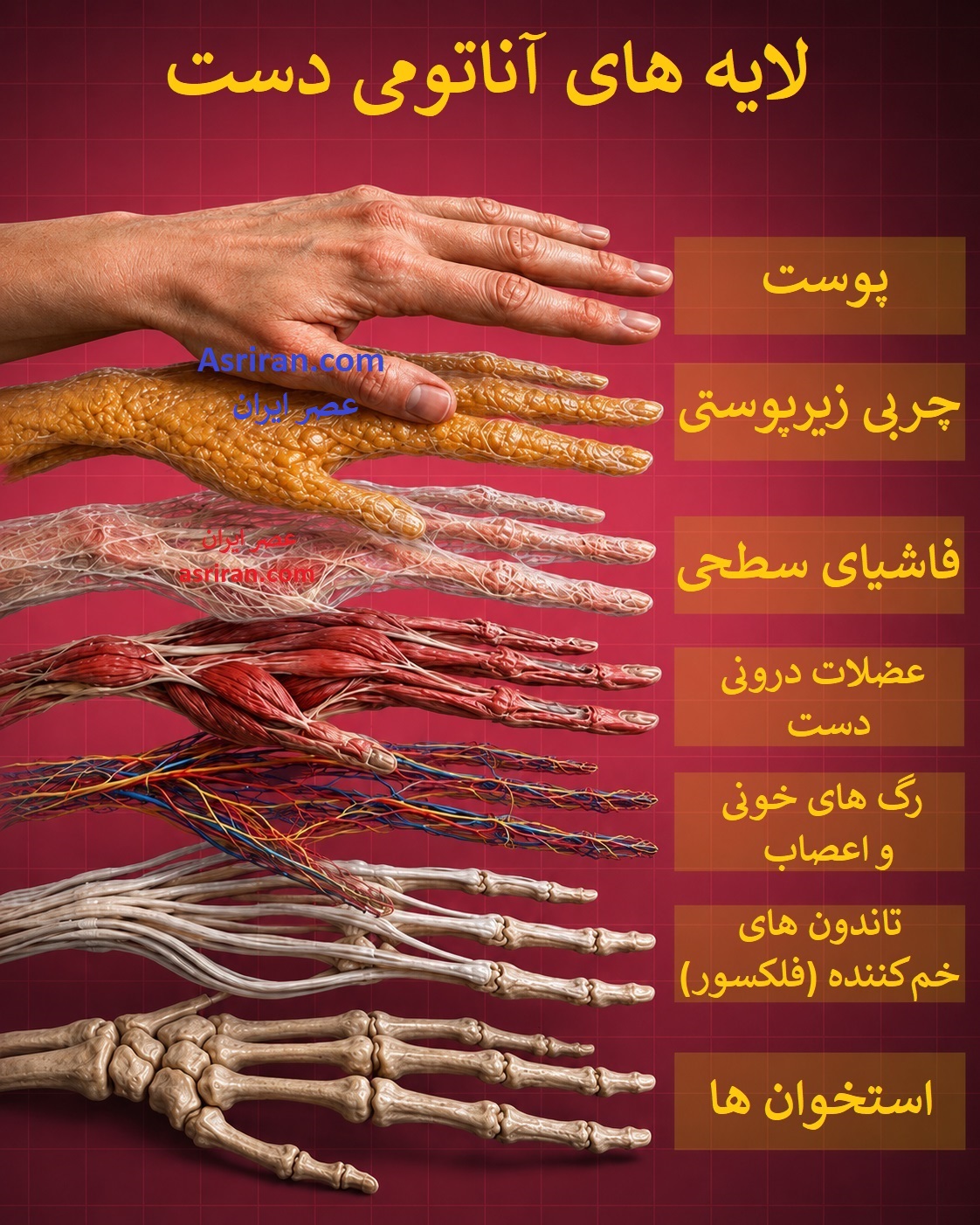 ساختار مهندسی شده دست ؛ 7 لایه از حفاظت تا حرکت (+اینفوگرافیک)