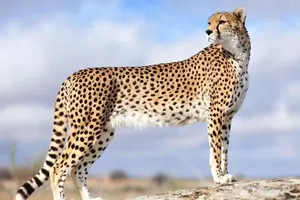 ردپای ۲ یوز ناشناس دوباره پیدا شد