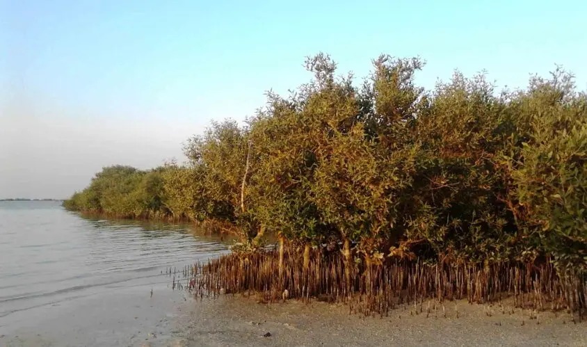 جنگل حرا در ساحل دخیره، قطر.