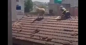 فرار گوسفند قربانی در الجزایر روی پشت‌بام ساختمان!