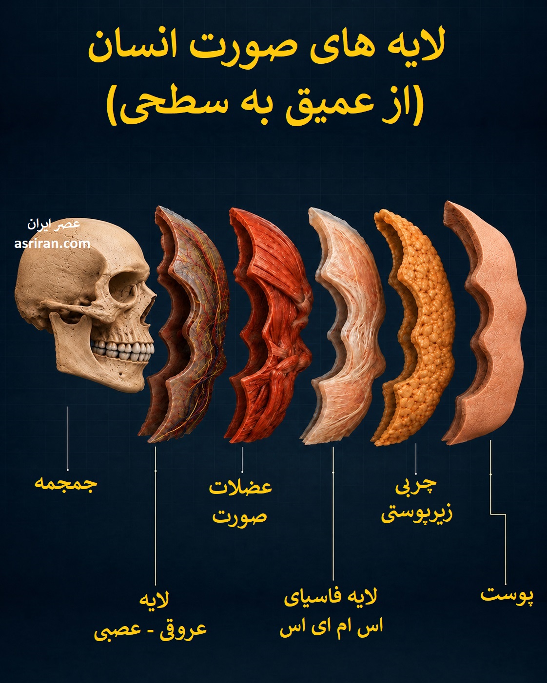 زیر پوست ما چه می گذرد؟ سفر تصویری به لایه های پنهان صورت انسان