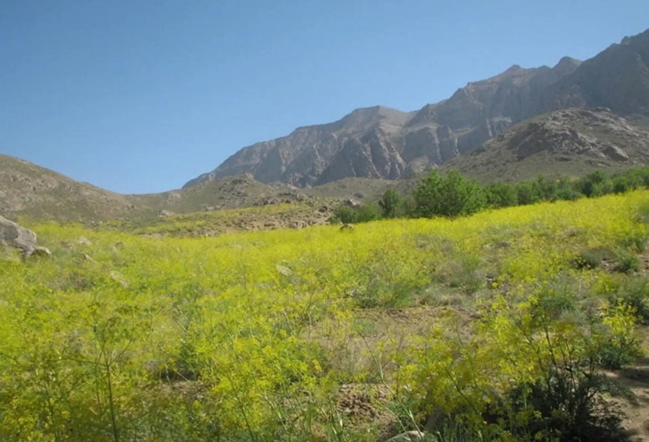 دامنه های شیرکوه