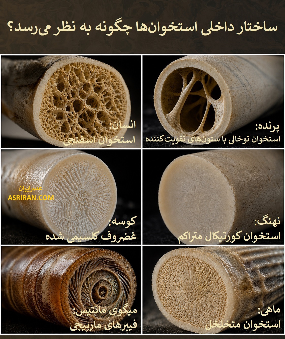 اینفوگرافیک مقایسه ساختار داخلی استخوان انسان با پرنده، کوسه، نهنگ، ماهی و میگوی مانتیس