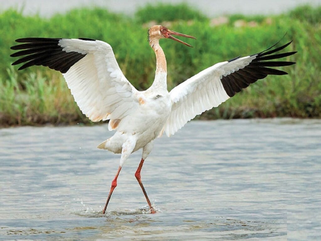 درنا