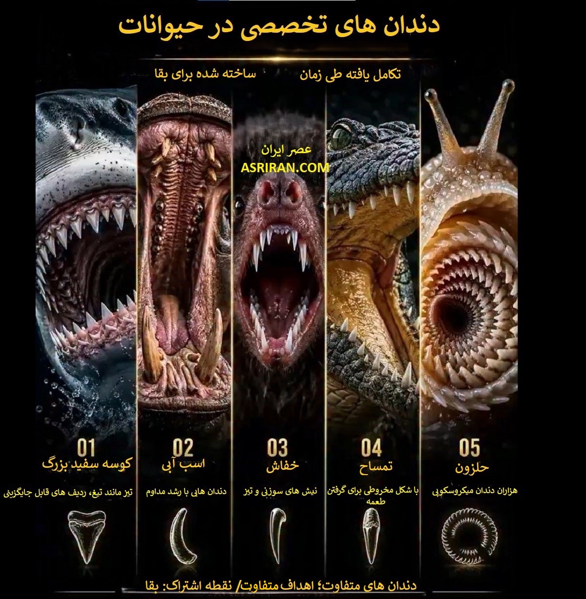 ساختار هوشمندانه آفرینش در طول میلیون ها سال باعث شده هر گونه، دندان هایی متناسب با نیاز و سبک زندگی خود داشته باشد؛ از نیش های فوق العاده تیز گرفته تا هزاران دندان میکروسکوپی.