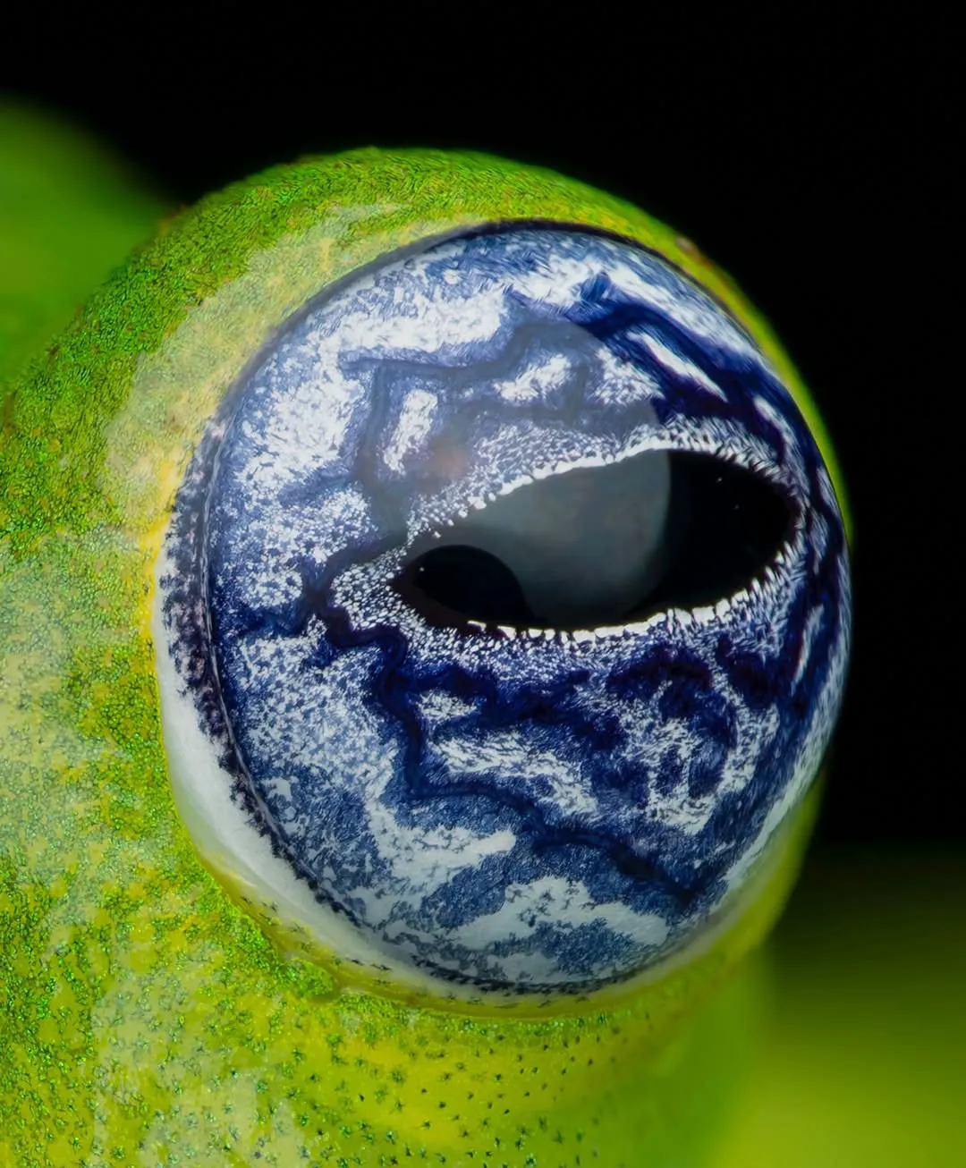 1517