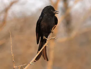 این پرنده به حیوانات دیگر دروغ می‌گوید