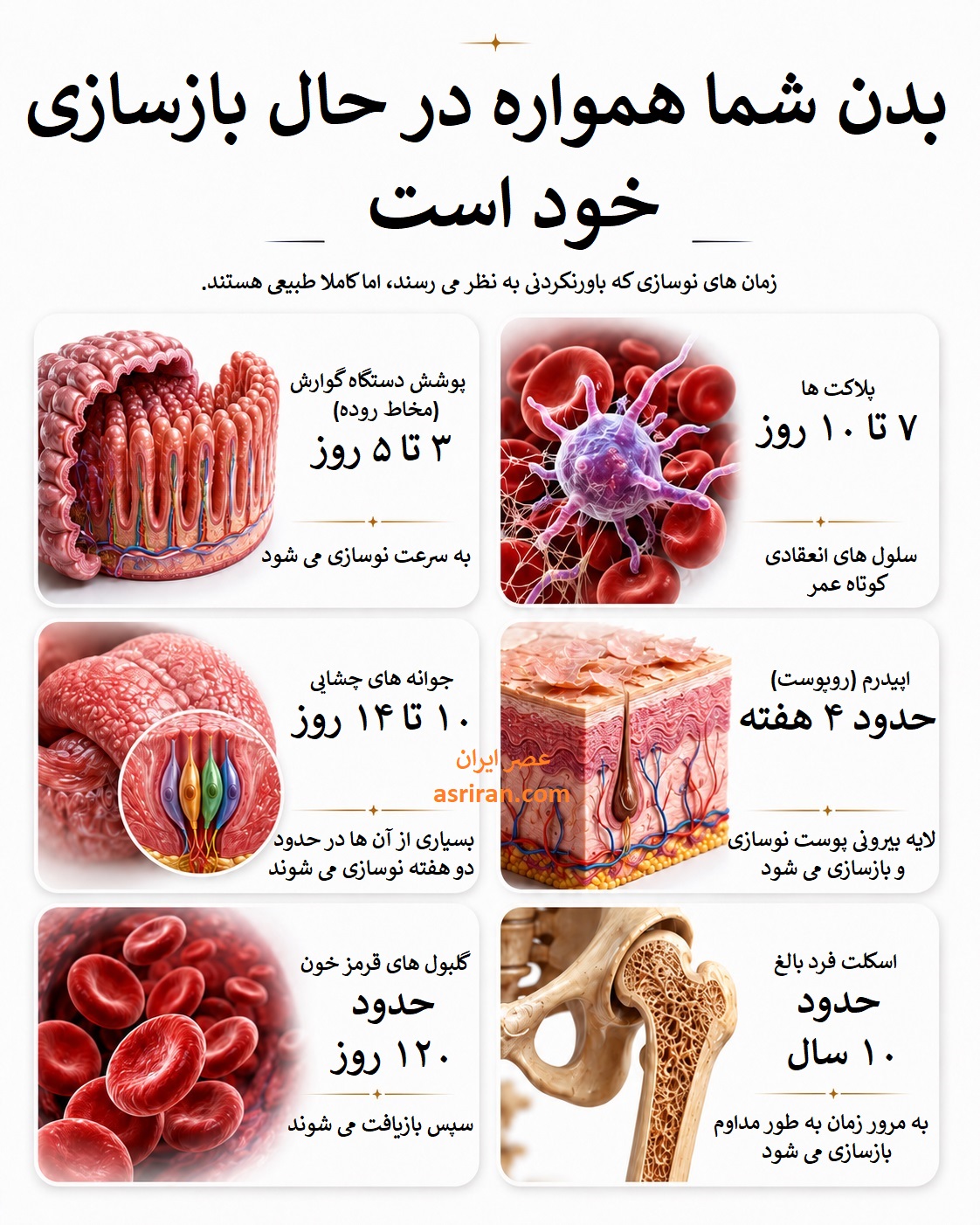 اینفوگرافیک مدت زمان بازسازی قسمت های مختلف بدن انسان